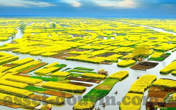 日本免费大象传媒-探索日本免费大象传媒的多元文化视角